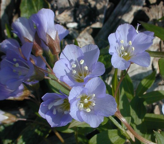 Appolachian jacobs ladder